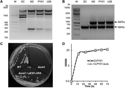 Engineering of a probiotic yeast for the production and secretion of medium-chain fatty acids antagonistic to an opportunistic pathogen Candida albicans